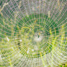 Spider web with dewdrops, green nature background