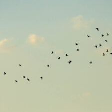 flock of birds flying across the sky